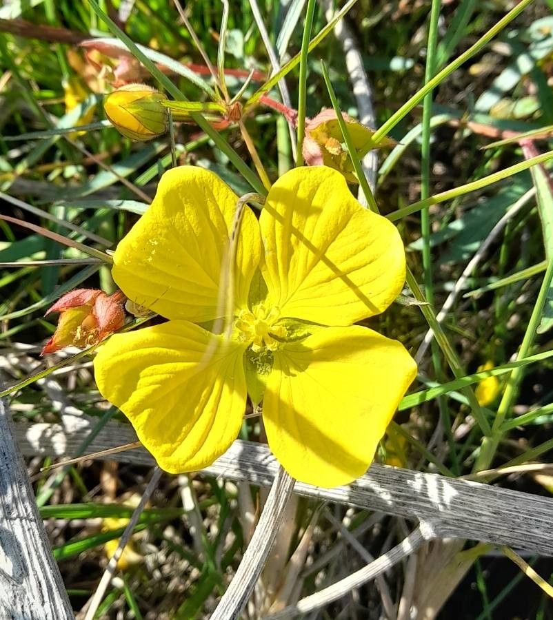Ludwigia longifolia flower