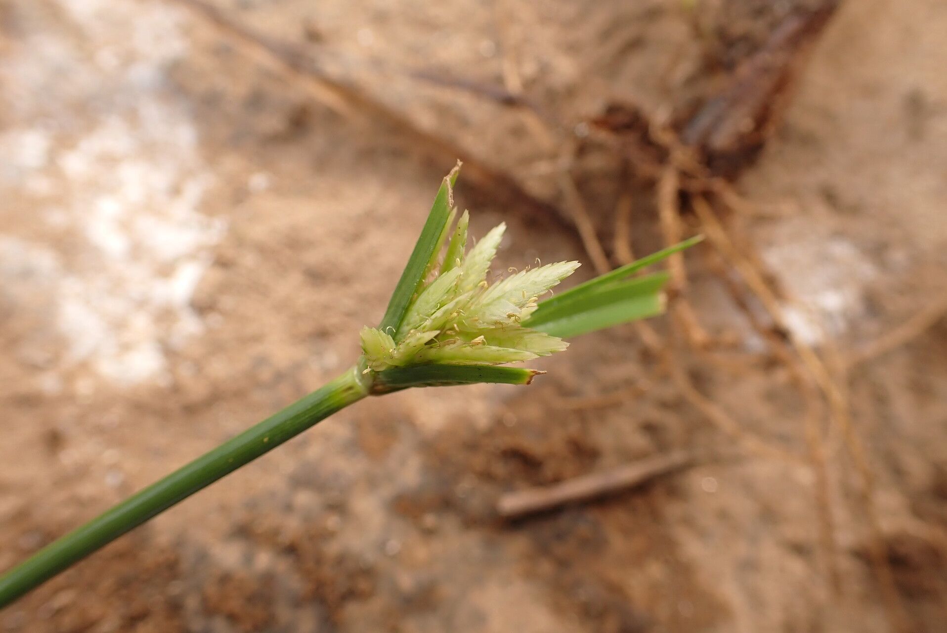 Cyperus smithianus flower