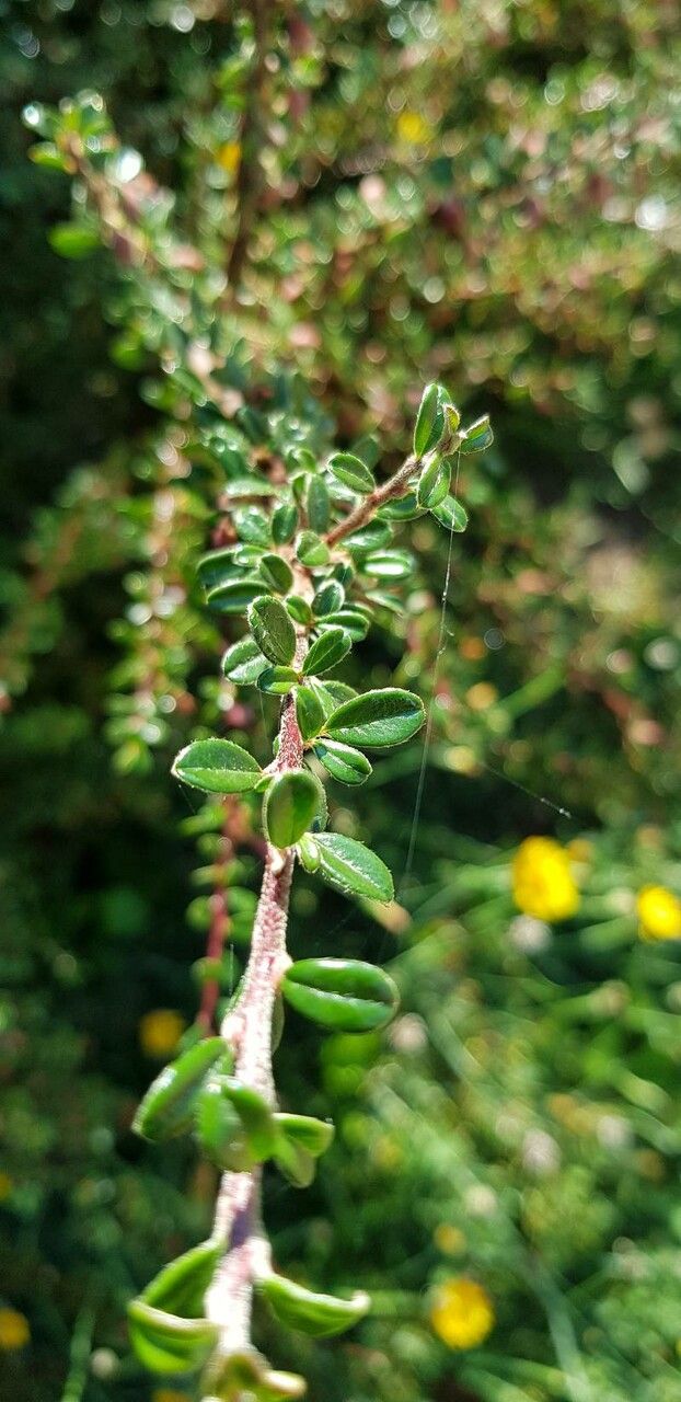 Cotoneaster integrifolius leaf