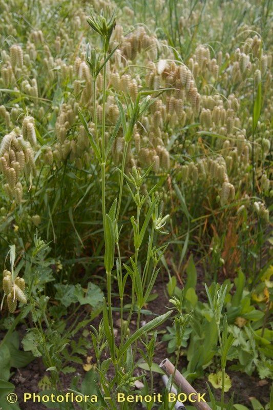 Silene linicola habit