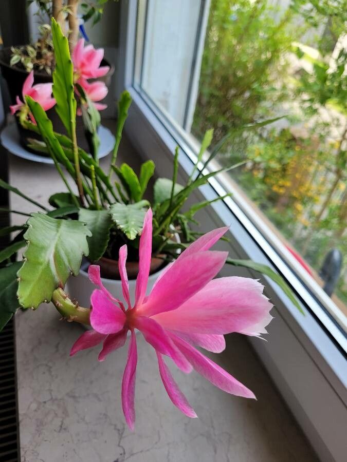 Epiphyllum spp. habit