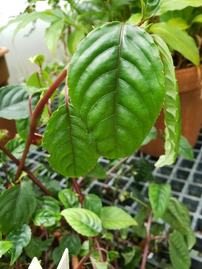 Impatiens hians — search result for 'Impatiens'