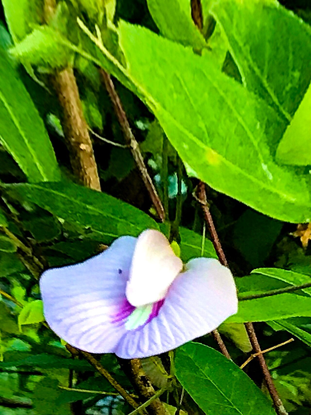 Centrosema arenicola — related species from the same genus