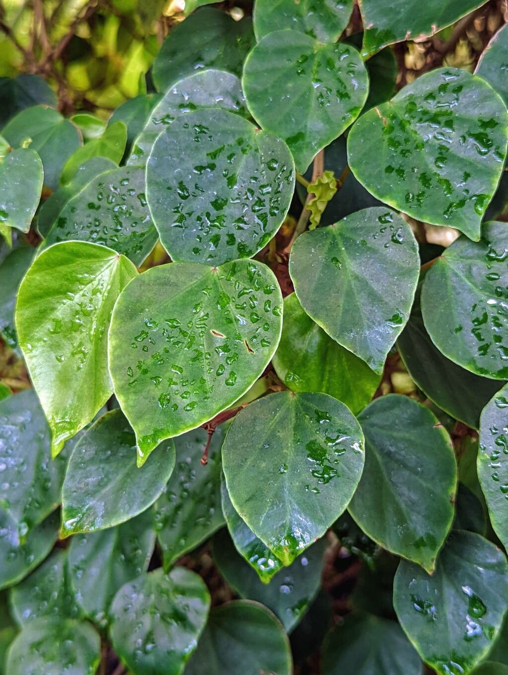 Begonia solananthera leaf