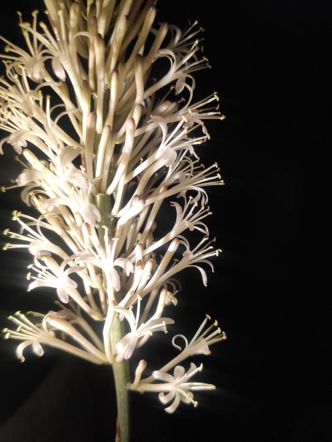 Sansevieria francisii flower
