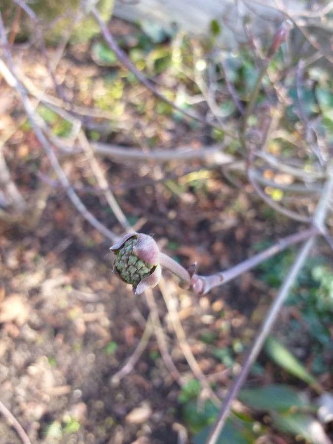 Cornus nuttallii flower