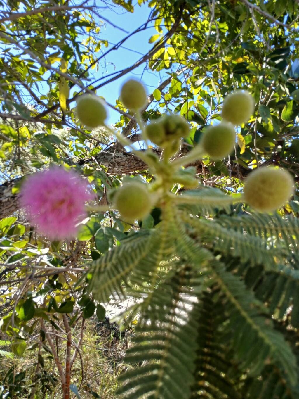 Mimosa setosissima flower