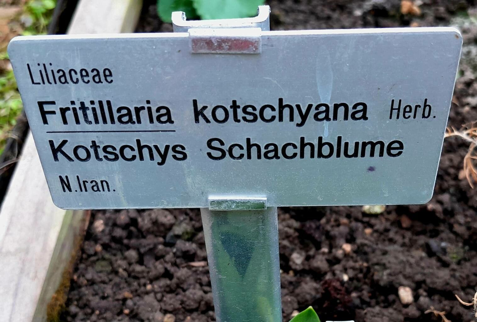 Fritillaria kotschyana other