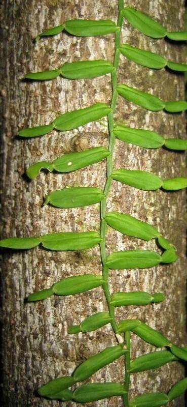 Pothos longipes — related species from the same genus