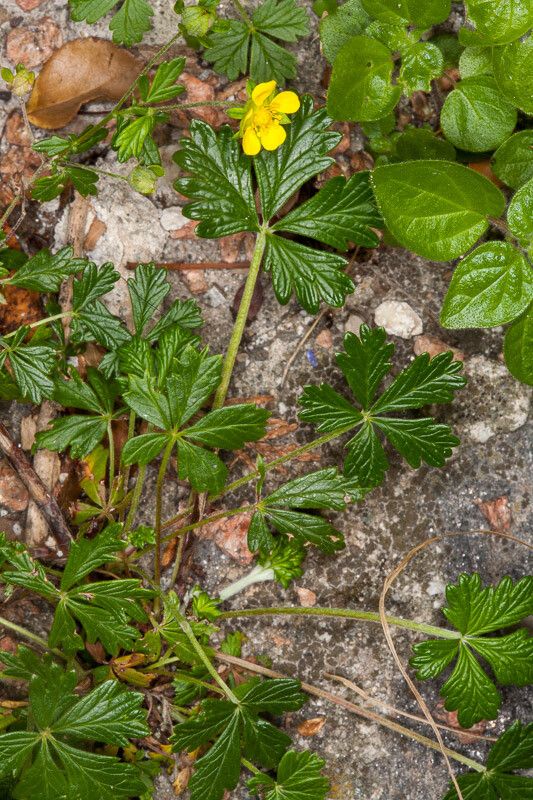 Potentilla inclinata flower