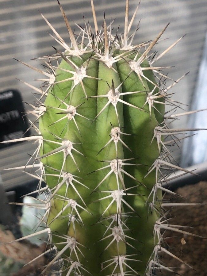 Pachycereus pecten-aboriginum leaf
