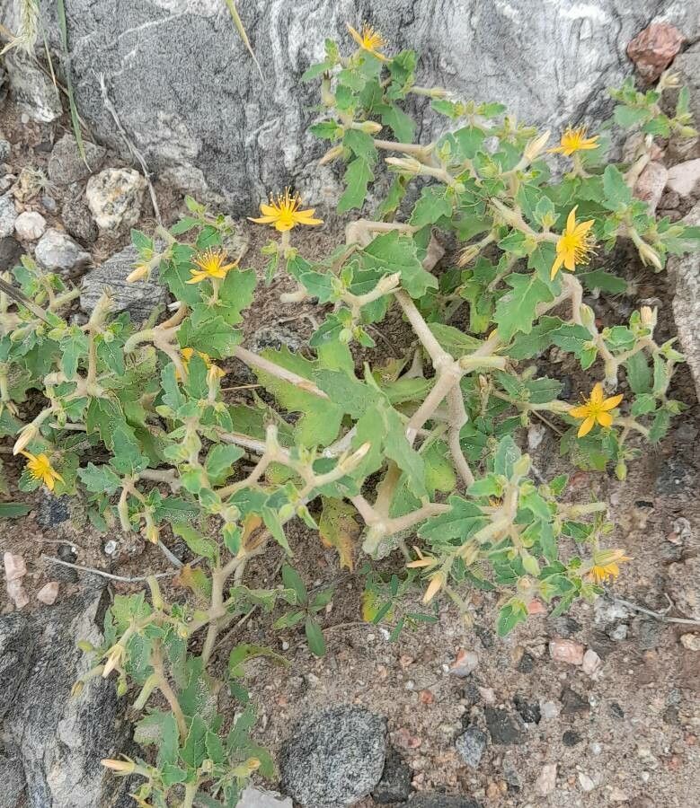 Mentzelia parvifolia habit