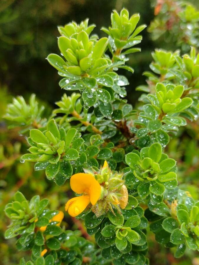Pultenaea ferruginea — related species from the same genus