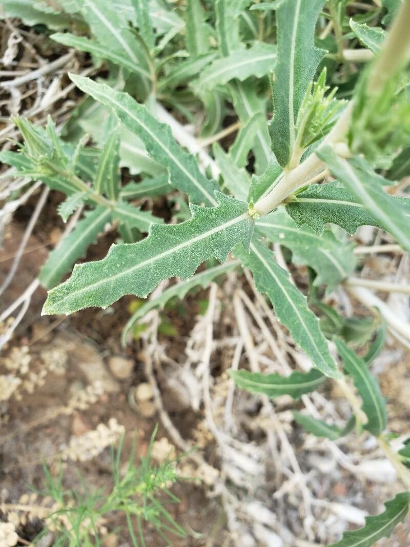 Mentzelia multiflora — search result for 'Adonis'