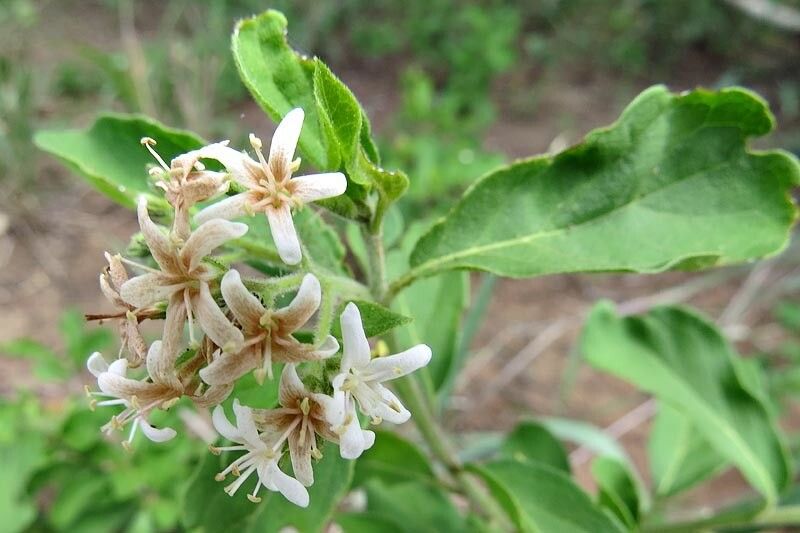 Ehretia obtusifolia flower