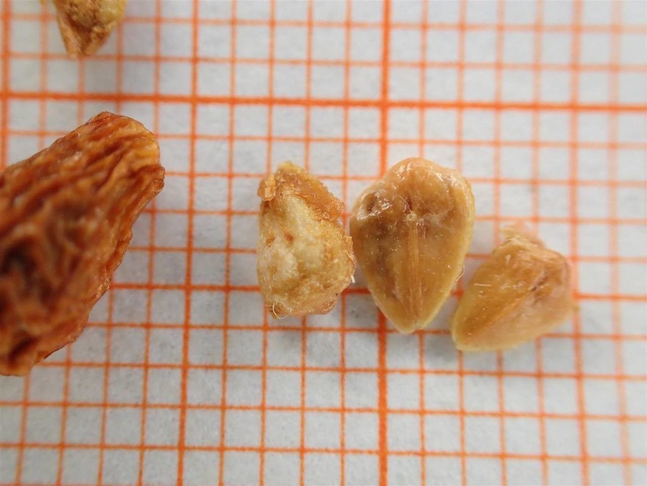 Cotoneaster spongbergii other