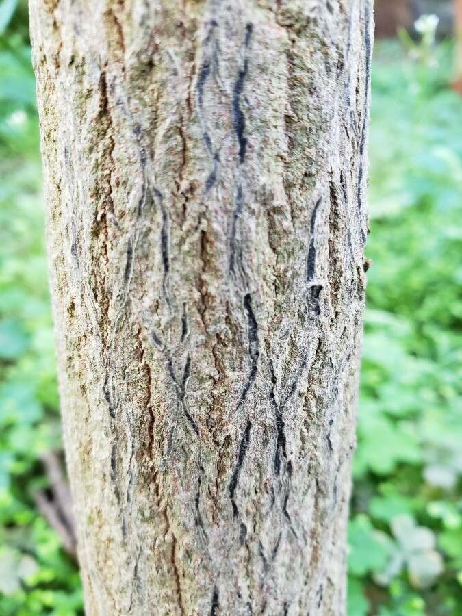 Eupomatia laurina bark