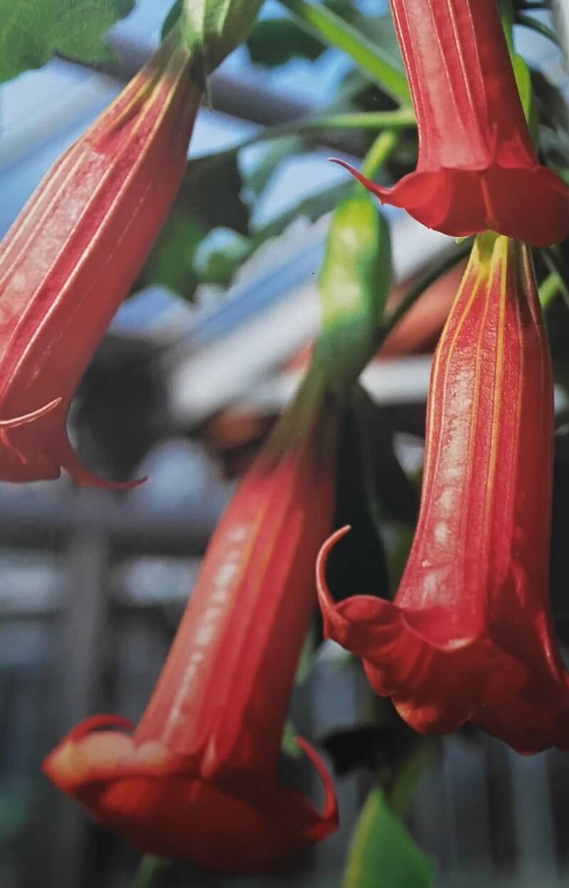 Brugmansia vulcanicola — search result for 'Brugmansia'