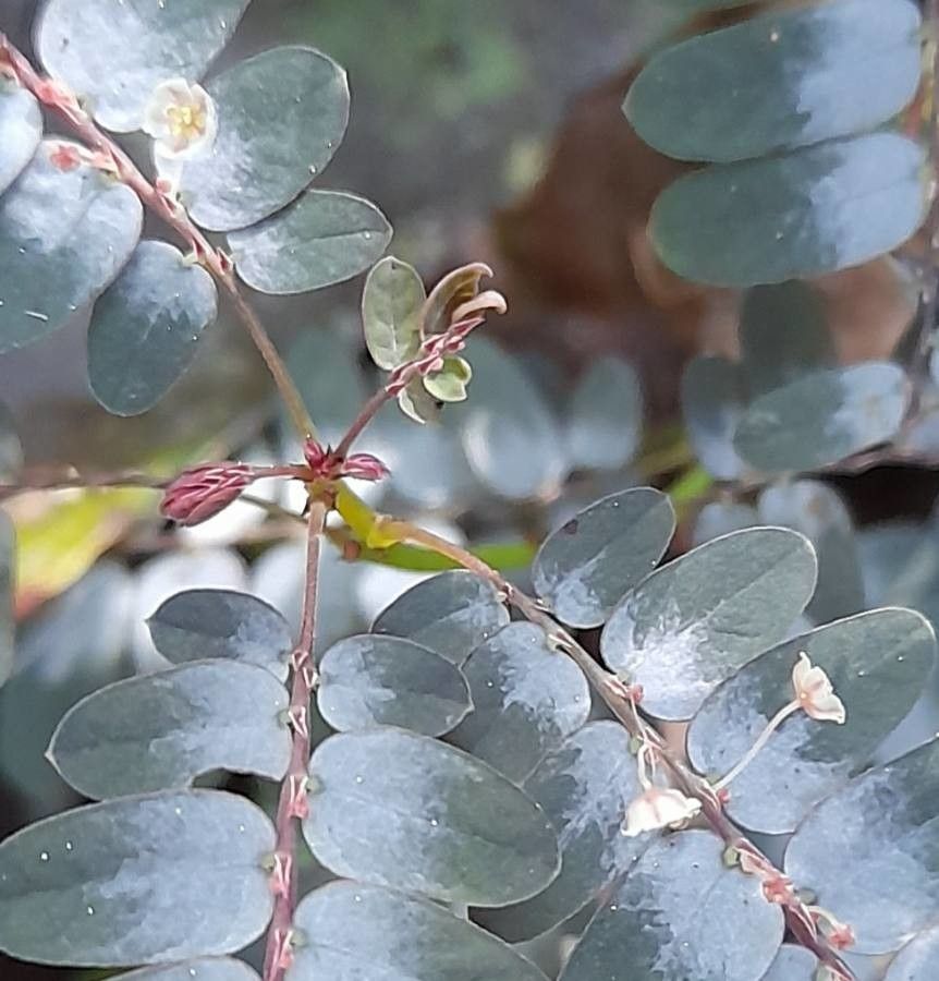 Phyllanthus niruri flower