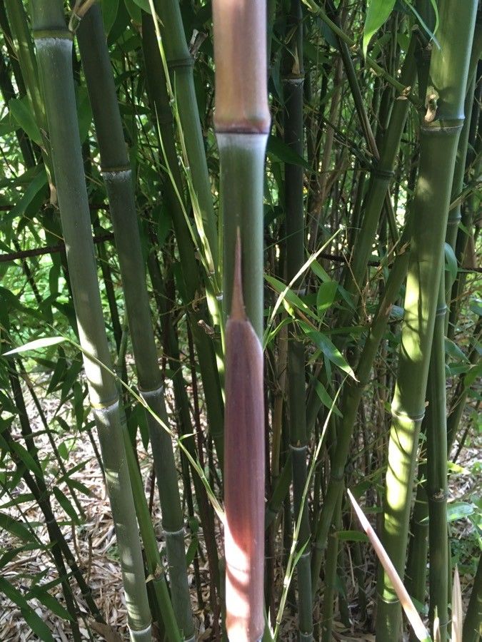 Phyllostachys atrovaginata — related species from the same genus