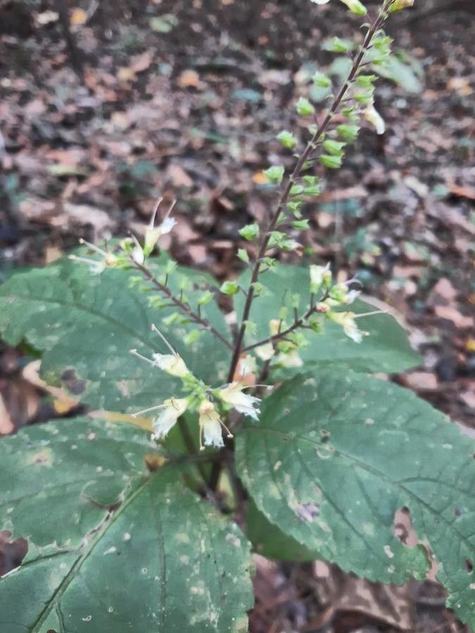 Collinsonia canadensis flower