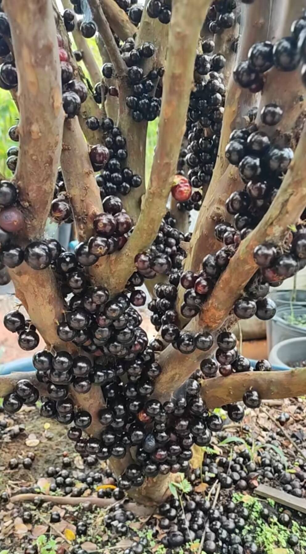 Plinia trunciflora fruit