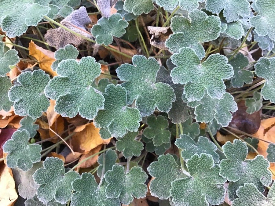 Geranium renardii leaf