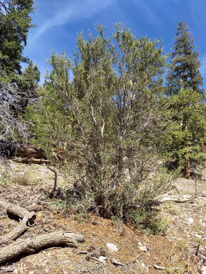 Cercocarpus ledifolius habit