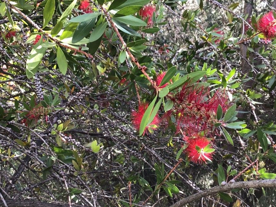 Callistemon comboynensis flower
