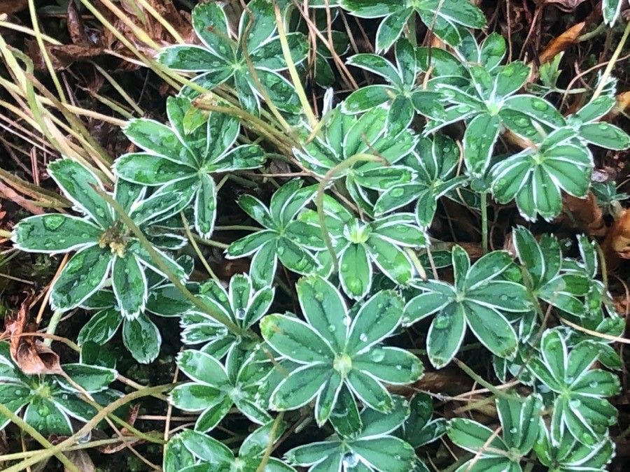 Alchemilla alpigena — related species from the same genus