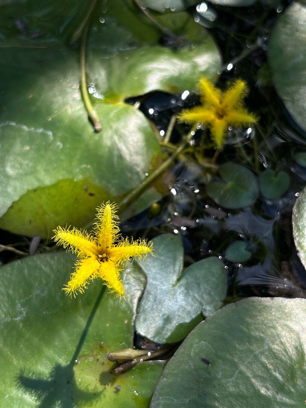 Nymphoides grayana flower