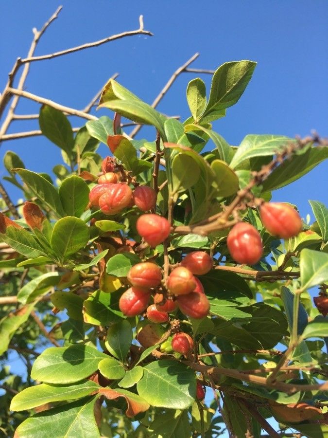 Paullinia trigonia fruit