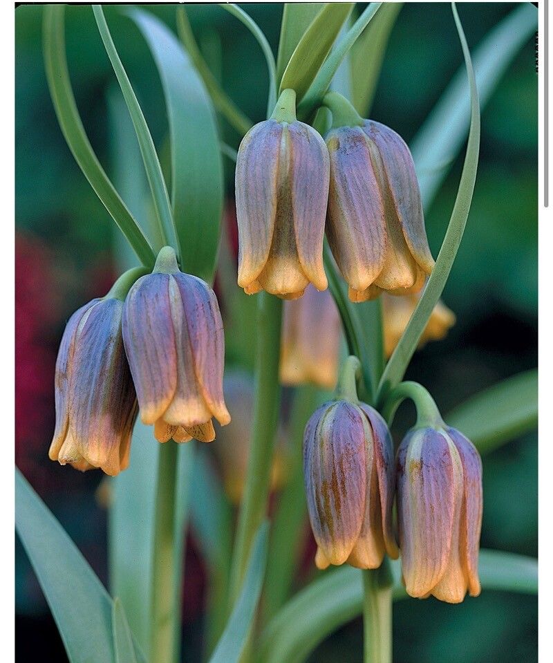 Fritillaria assyriaca flower
