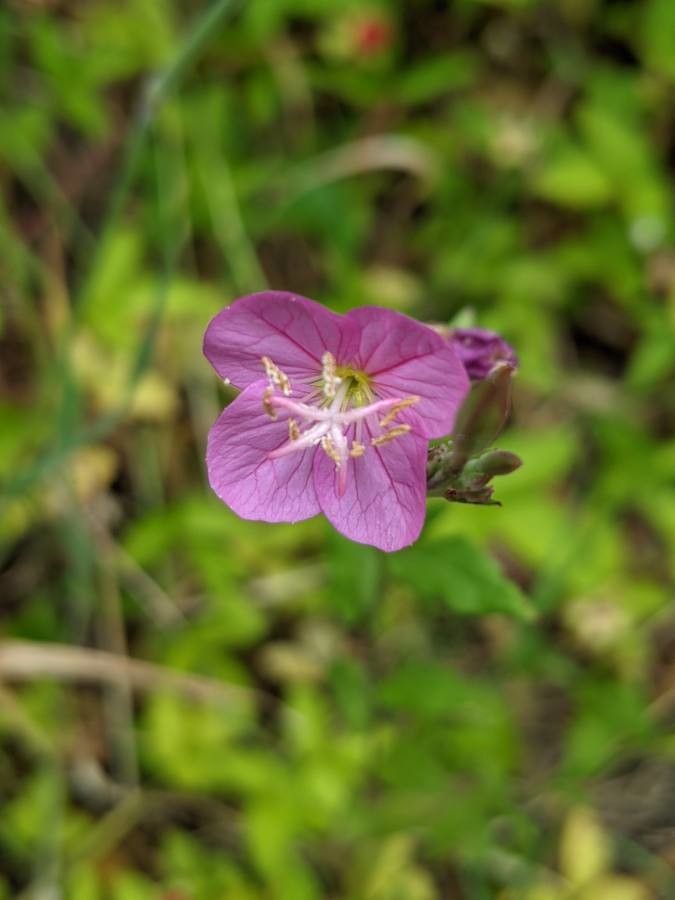 Oenothera rosea flower