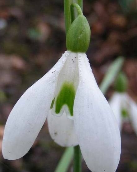 Galanthus rizehensis — houseplant care guide