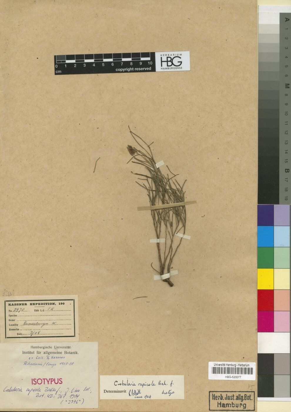 Crotalaria rupicola — houseplant care guide