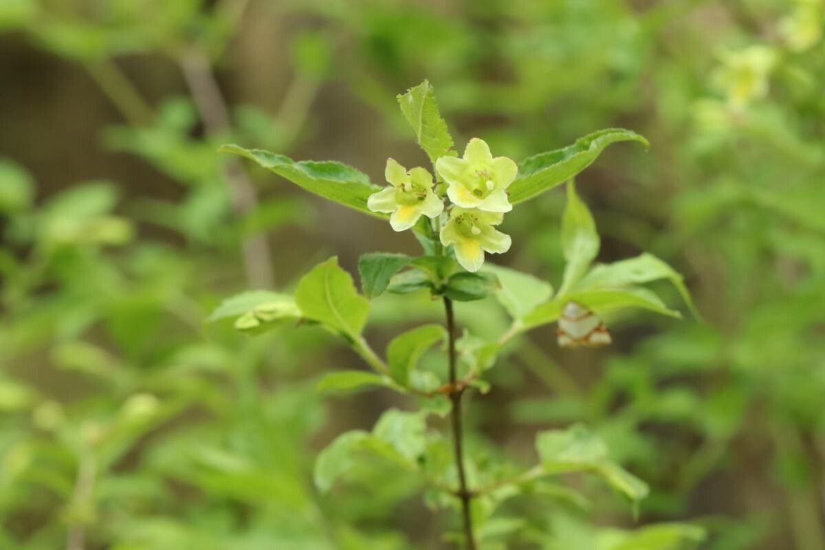 Weigela maximowiczii flower