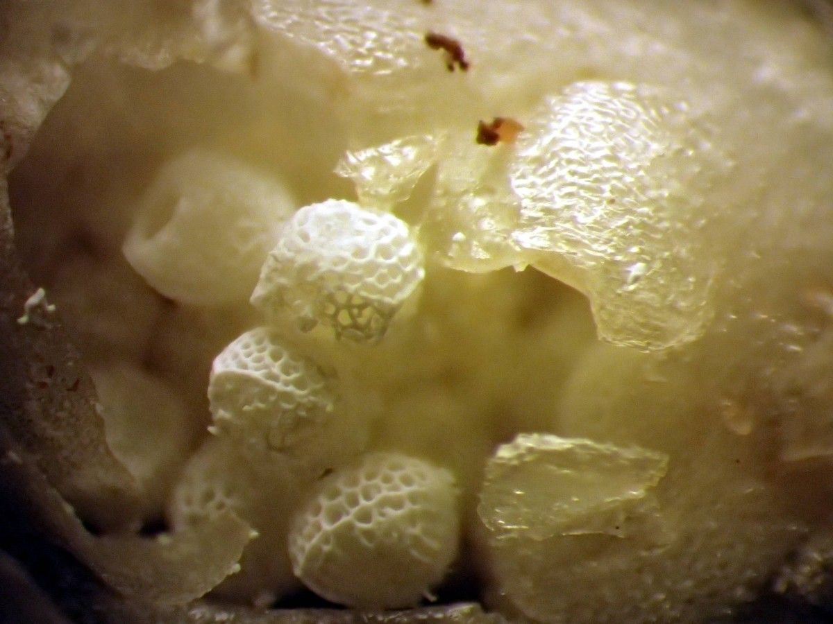 Isoetes duriei flower