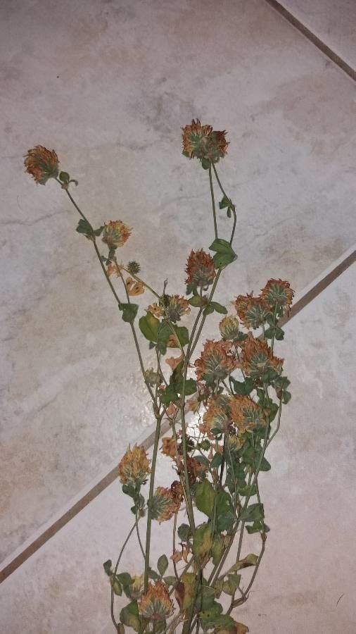 Trifolium echinatum flower