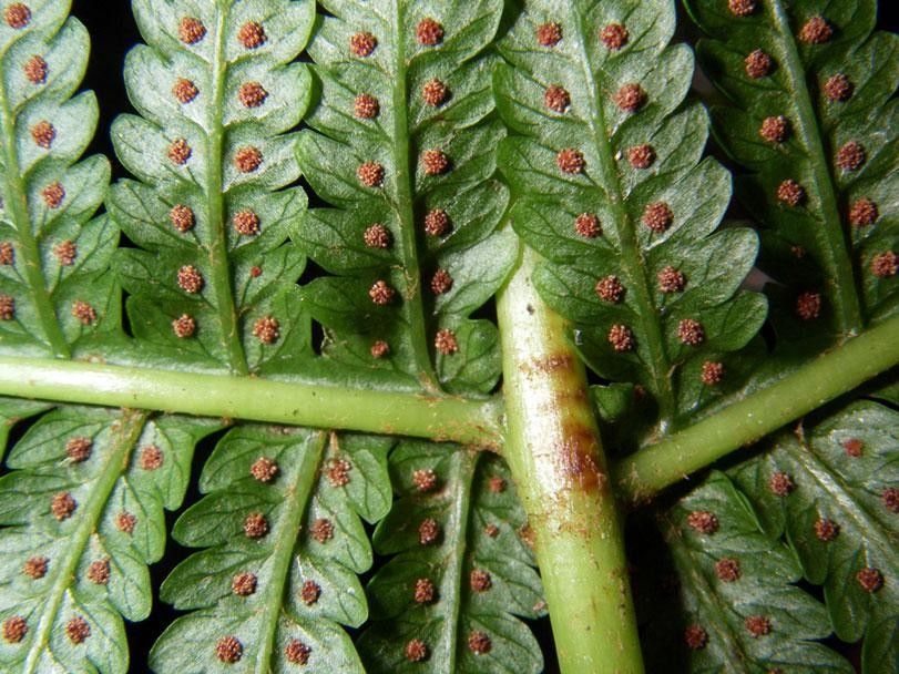 Stigmatopteris lechleri bark