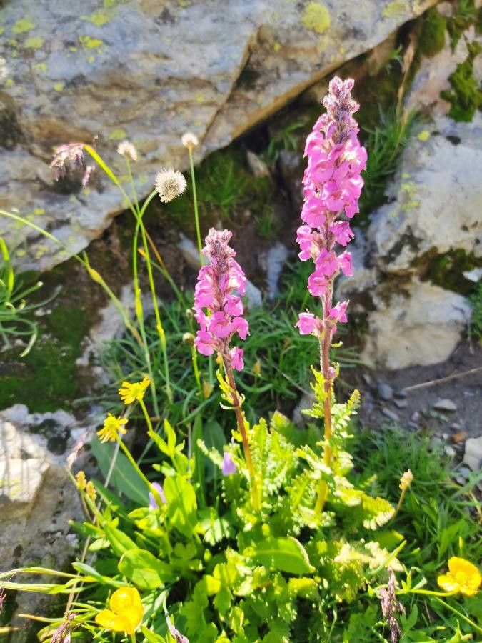 Pedicularis rostratospicata flower