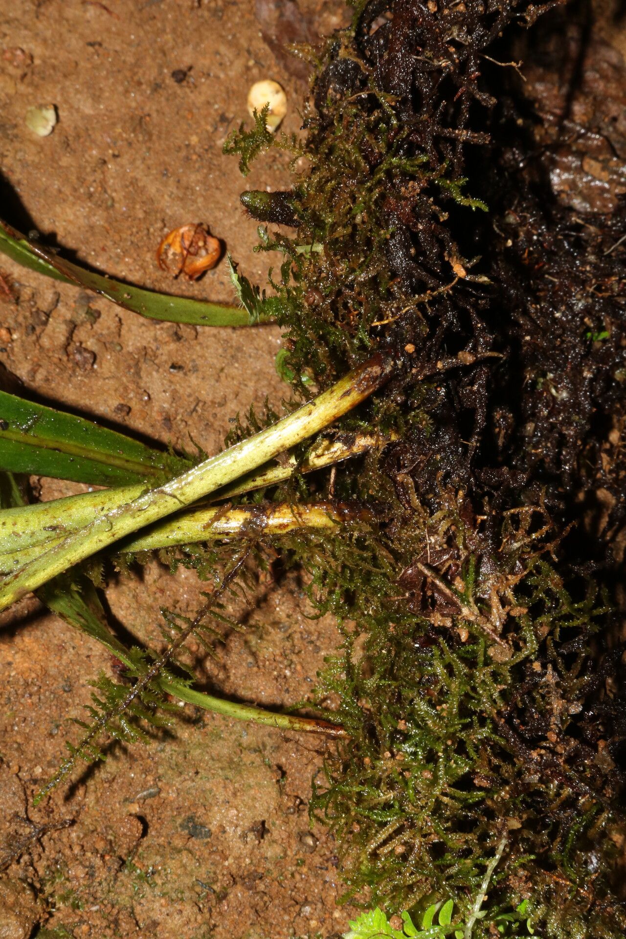 Loxogramme abyssinica other