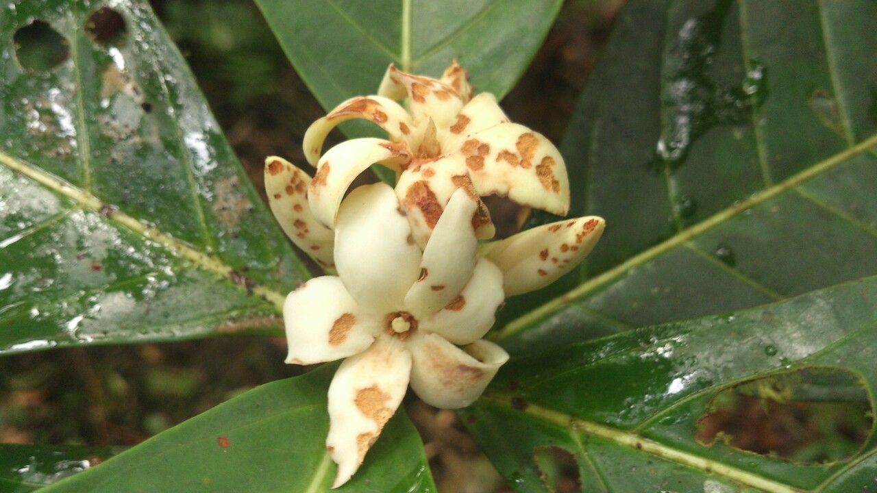 Alibertia atlantica flower
