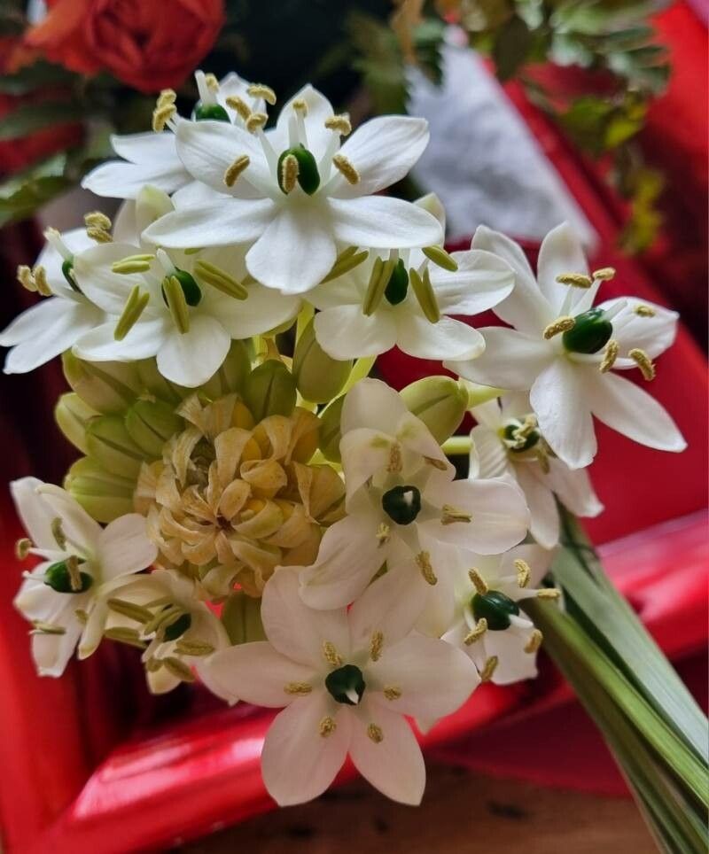 Ornithogalum saundersiae flower