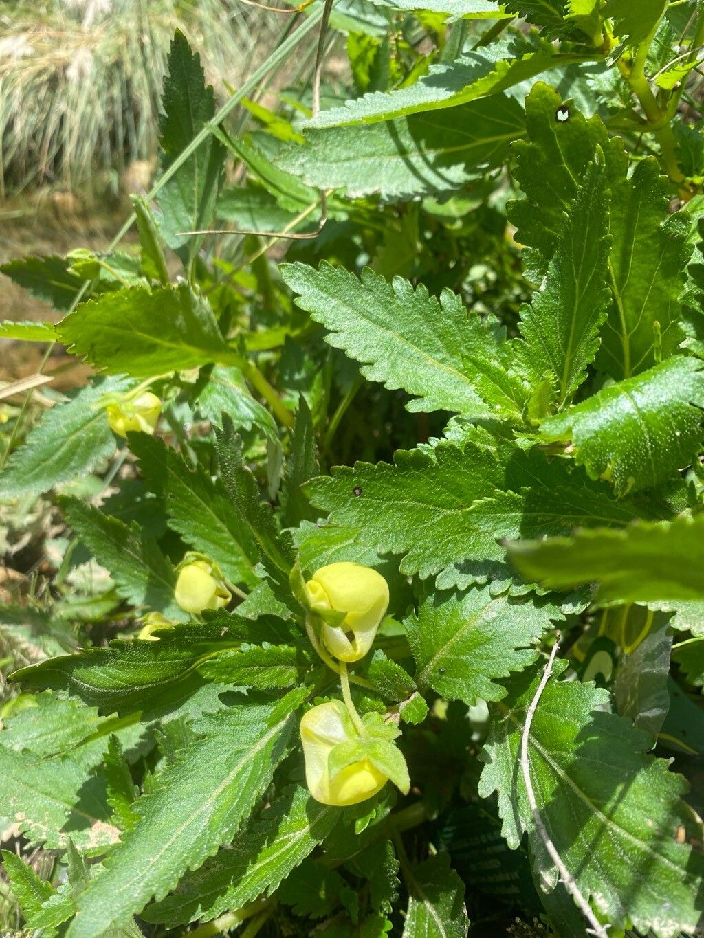 Calceolaria aquatica — related species from the same genus