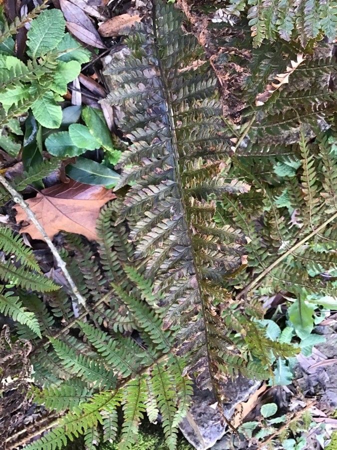 Polystichum aculeatum