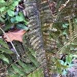 Polystichum aculeatum