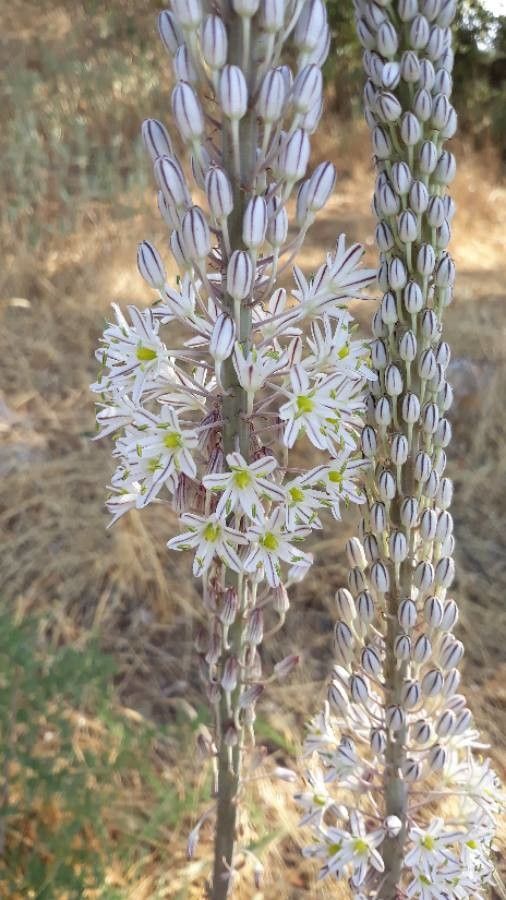 Drimia maritima flower