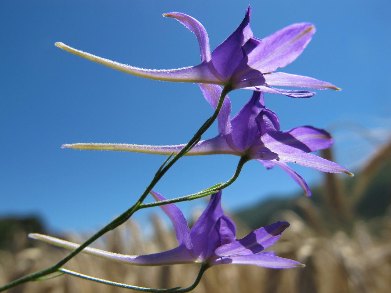 Consolida regalis flower