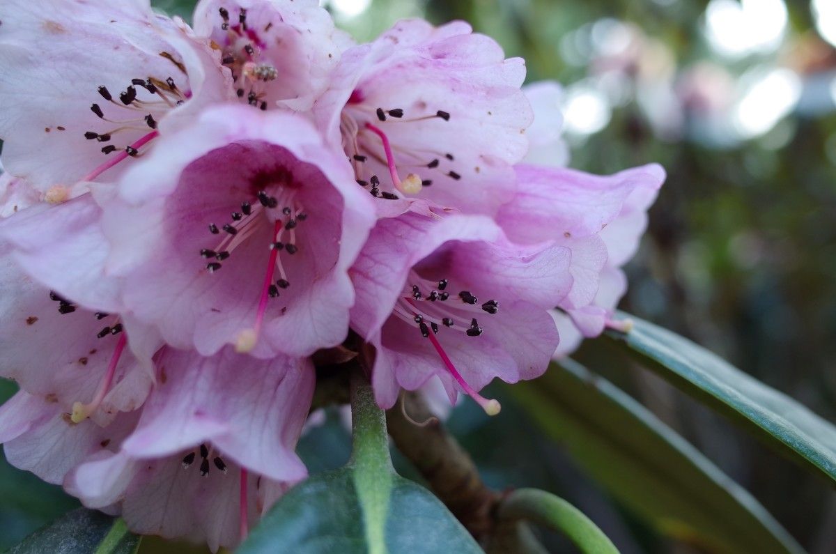 Rhododendron hodgsonii flower